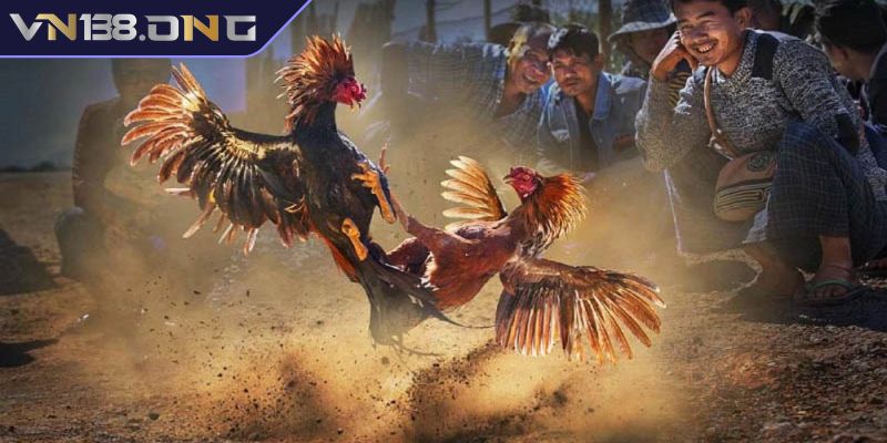 Đá Gà Thomo VN138 - Luật Chơi, Cửa Cược & Chiến Thuật Tối Ưu 3 Chia sẻ một số bí quyết bắt kèo Đá Gà Thomo VN138 hiệu quả