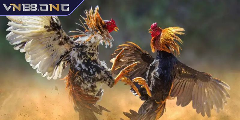 Đá Gà Thomo VN138 - Luật Chơi, Cửa Cược & Chiến Thuật Tối Ưu 1 Giới thiệu về Đá Gà Thomo VN138