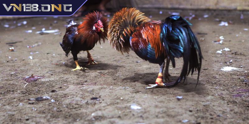 Đá Gà Campuchia VN138 - Luật, Loại Cược Và Chiến Thuật Cược 1 Luật chơi Đá Gà Campuchia