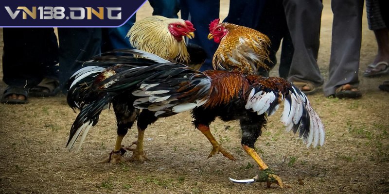 Đá gà cựa dao - Trò chơi săn thưởng cực hot hiện nay 2 Hiểu rõ về luật đá gà cựa dao đánh bại mọi đối thủ