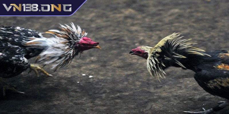Đá gà cựa dao - Trò chơi săn thưởng cực hot hiện nay 1 Đá gà cựa dao là hình thức chọi gà vô cùng hấp dẫn và thịnh hành