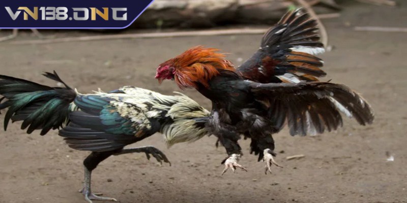 Đá gà cựa dao - Trò chơi săn thưởng cực hot hiện nay 3 Những ưu điểm của hình thức đá gà cựa dao